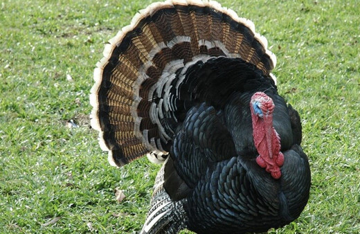 Hindi fiyatları 2021 kaç para bütün hindi kilo fiyatı kaç para?