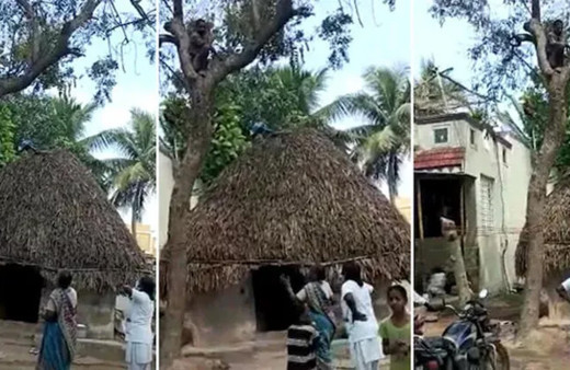 Covid-19 aşısı olmamak için ağaca tırmandı! Sağlıkçılar şaştı kaldı