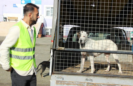 Yeni bir pitbull saldırı vakasını okul müdür yardımcısının dikkati önledi