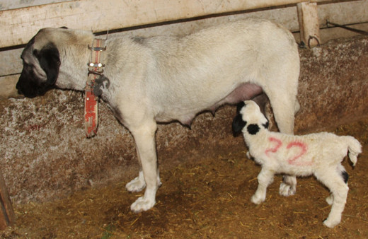 Sivas'ta yavru kuzuyu Kangal köpeği emziriyor