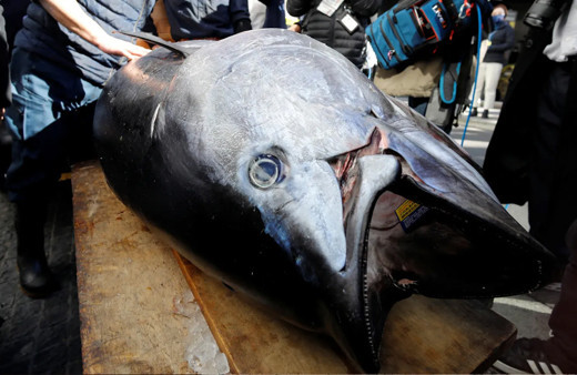 211 kiloluk orkinos yakalandı! Fiyatını duyanlar inanamadı