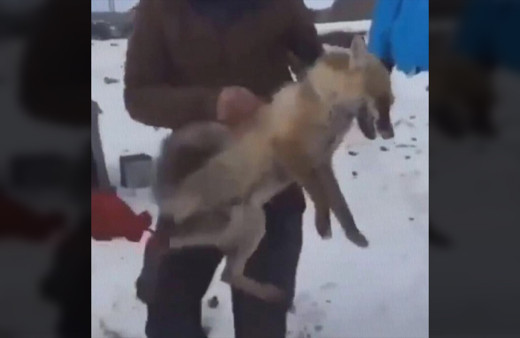 Ardahan'da tilkiye eziyet eden 4 şahsa ceza yağdı