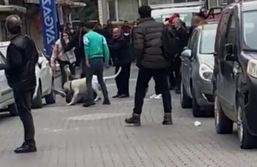 Malatya'da pitbull dehşeti! Kavga ettikleri şahsın üzerine saldılar