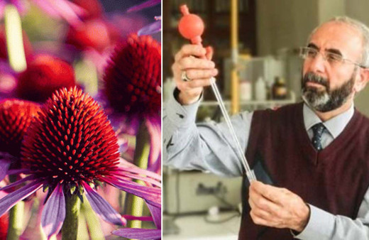 Doğrudan virüsü öldüren bitkiler var! Vücudu güçlendirmek için şart