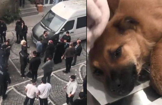 İstanbul Fatih'te yavru köpeğe tecavüz! Barınak yöneticisi açıkladı
