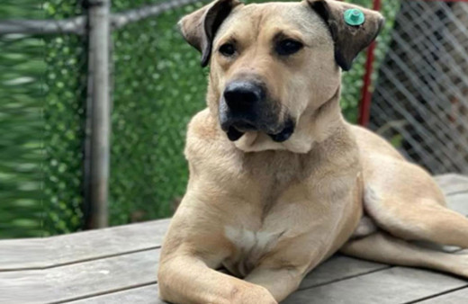 Toplu ulaşımda ünlenen Boji, Ömer Koç tarafından sahiplenildi