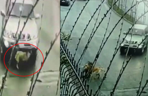 İstanbul'da lüks cipiyle bile bile köpekleri ezen Katarlı'yla ilgili tepki çeken karar! Komşuları protesto etti