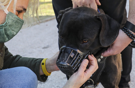Türkiye genelinde tehlike arz eden köpekler kayıt altına alındı