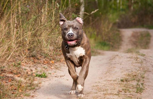 Süre doldu! İşte Türkiye genelinde kayıt altına alınan köpek sayısı