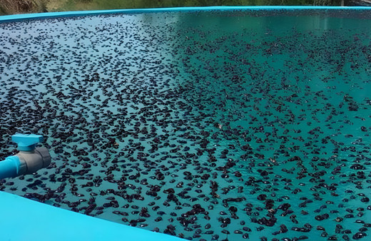 Arjantin'de dört kenti binlerce gergedan böceği istila etti