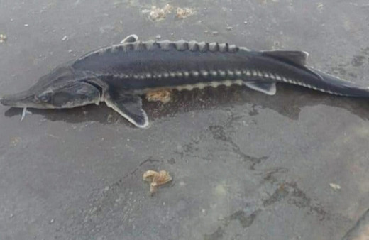 Havyarı 2 milyon liraya kadar çıkan balık Tunceli'de bir kez daha görüldü