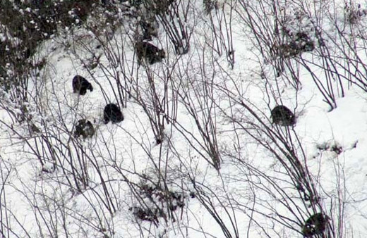 Perşembe ve Fatsa'da halk tedirgin: Yiyecek ararken çok sinirli oluyorlar Herkes gibi korkuyorum