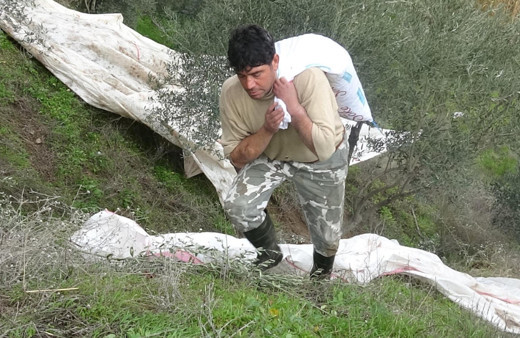 Kendi 39 kolları ise 12 yaşında! Aydınlı çiftçi tıp tarihine geçti