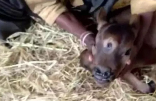 Ahırın kapısı açtıklarında inanamadılar! Görmek için akın ediyorlar: İlahi bir mucize