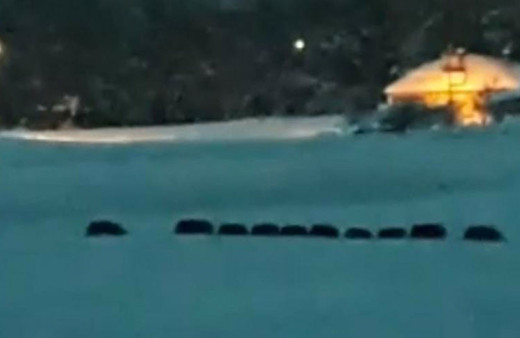 Domuz sürüsü ilçe merkezine indi