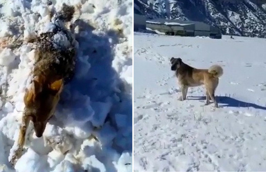 Donan tilkiyi çoban köpeği buldu