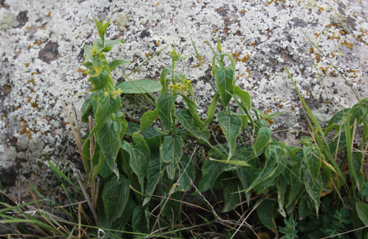 Türkiye'de yeni bir bitki türü keşfedildi! Rize'de kayalık bir alanda bulundu: Bakın ne isim verildi