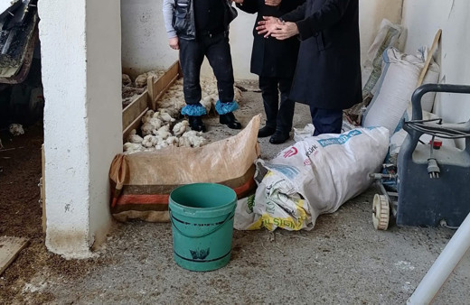 Sakarya'da çiftlikte facia! 25 bin tavuk ezilerek ve soğuktan öldü