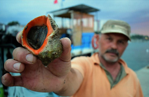 Türkiye deniz salyangozu ihracatından 10,4 milyon dolar kazandı