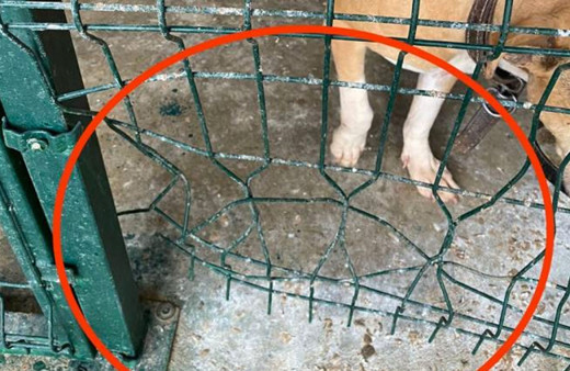 Adıyaman'da kafesi parçalayan pitbull boğarak öldürdü