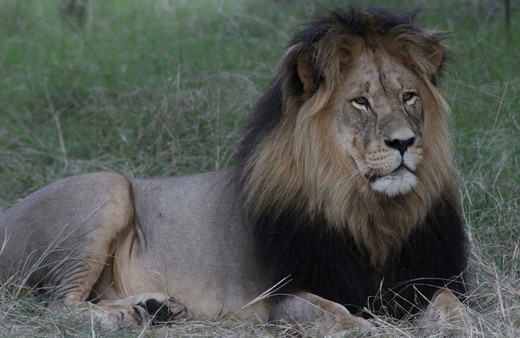 İran'da kafesinden kaçan aslan bakıcısını öldürdü