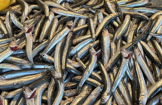 Havalar soğuyunca balık tezgahları doldu taştı! Hamsinin fiyatı düştü