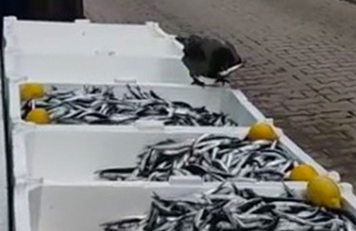 Karga her gün tezgaha uğrayıp mideye indiriyor sosyal medyada bu video ilgi gördü