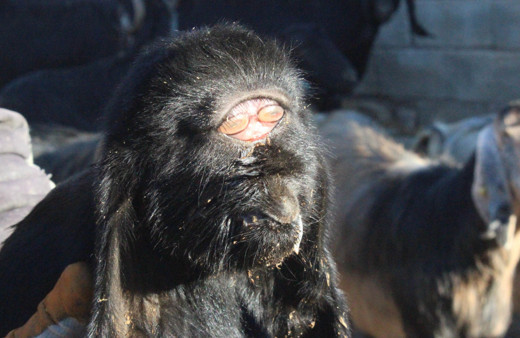 Kilis'te bu oğlağı görenler şaşkına döndü! Ürperdim, ilk kez böyle bir şeyle karşılaştım, yüksek ihtimalle...