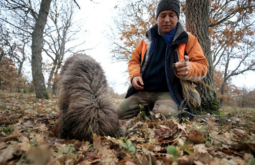 Özel eğitimli köpeklerle toplanan trüf mantarı ihraç ürünü oldu