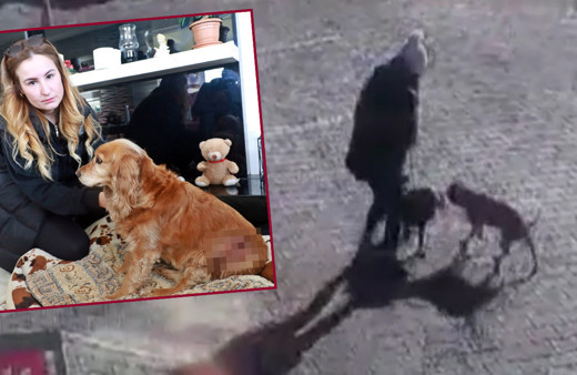 Antalya'da yasaklı cins sokak köpeği genç kadın ve köpeğine dehşeti yaşattı