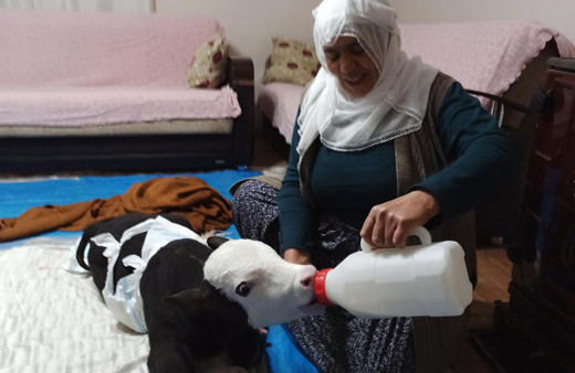 Görme engelli buzağıya adeta bebek gibi bakılıyor altını hasta beziyle bağlıyor