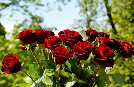 14 Şubat Sevgililer Günü'nde gülün fiyatı cep yakacak