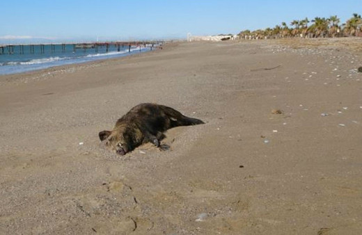 Manavgat'ta 5 yıldızlı otellerin sahilinde bulundu belediye cesedi kepçeyle aldı