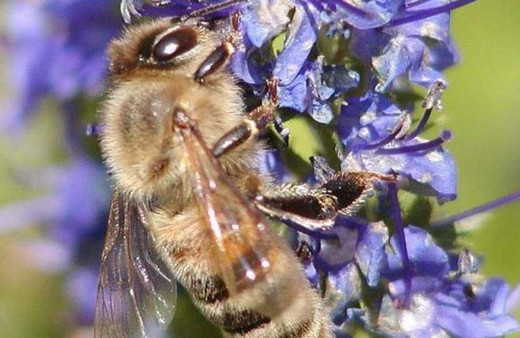 Arı fiyatları iki katına fırladı Yangınlar kötü etkiledi