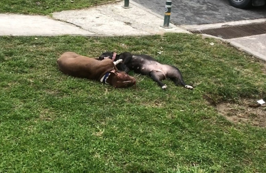 Bursa'da çocuk parkında dehşet! Kendi köpeklerini tabancayla öldürdüler