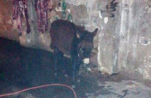 İzmir'de kaçak kesim baskınında korkunç görüntü! Geriye kalan katır ve eşekler kurtarıldı