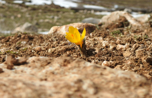 Bu çiçeği koparmanın cezası 109 bin 593 lira! Manisa'da kardelenler açtı