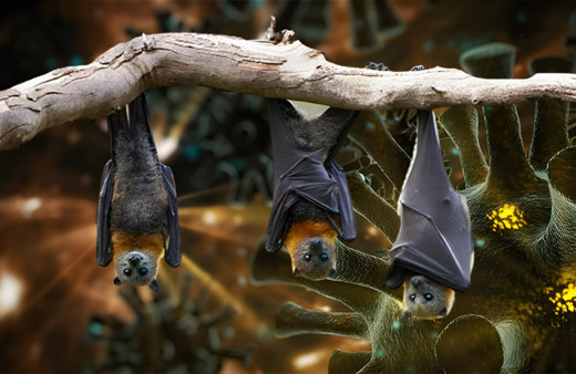 Pandeminin bitmesini beklerken çok kötü haber! Yarasalarda üç yeni koronavirüs bulundu