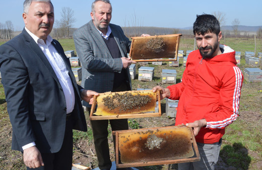 Sakarya'da arı üreticileri şokta! 40 bin arı telef oldu