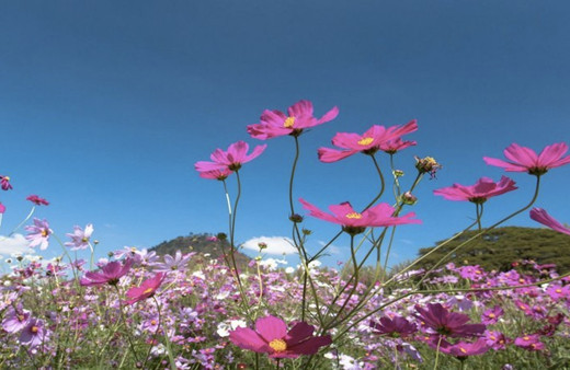 Cemre ne zaman düşecek? İlk cemre nereye düşer?