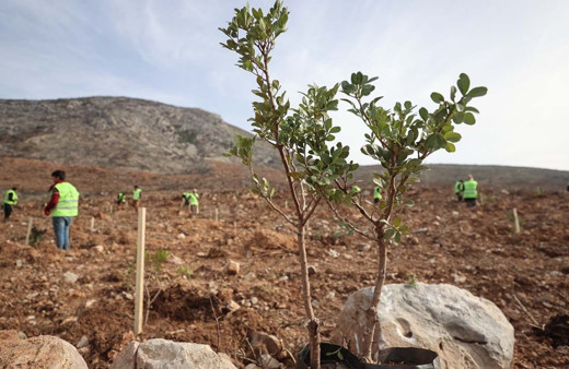 Yanan orman bölgelerine 'altın damlayan ağaç' takviyesi