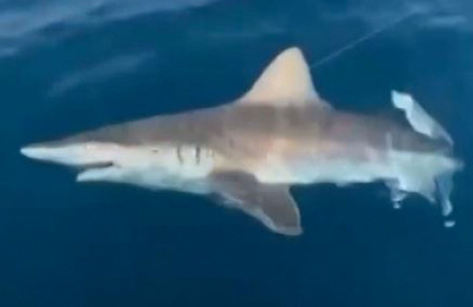 Antalya açıklarında iki gün arayla oltasına takıldı şaşkına döndü: Dev gibi bir şey oha