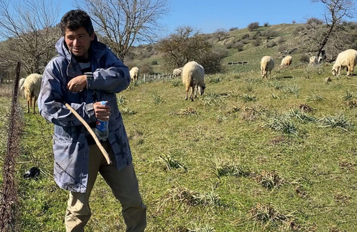 Çobanlık deyip geçmeyin! Koyun güderek 1000 dönüm arazi satın aldı