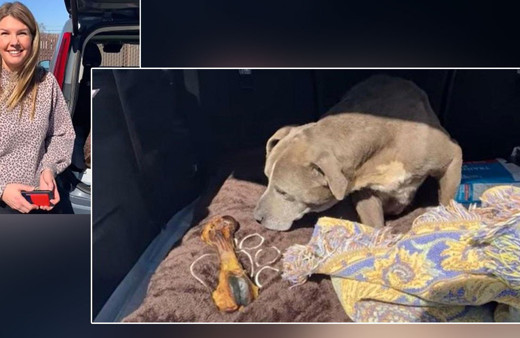 ABD bunu konuşuyor! Kayıp köpek 12 yıl sonra bulundu sahibi şaşkına döndü