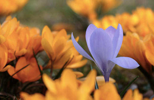 Cemre düşmesi nedir cemre düştü mü 2022 cemre düşme sırası