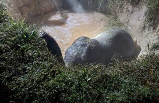 Çukura düştü mahsur kaldı! Ekipler çukuru suyla doldurdu: İşte o anlar...