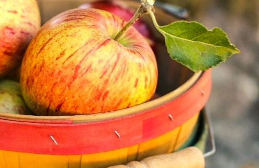 Elmanın faydaları nelerdir