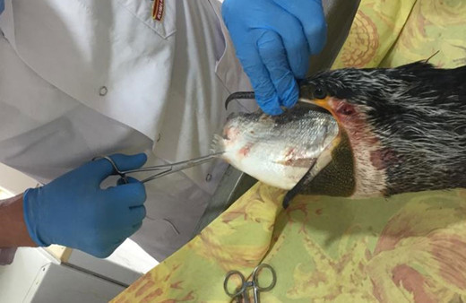 Antalya'da veteriner kuşun boğazından çıkardı görenler inanamadı bitik haldeydi