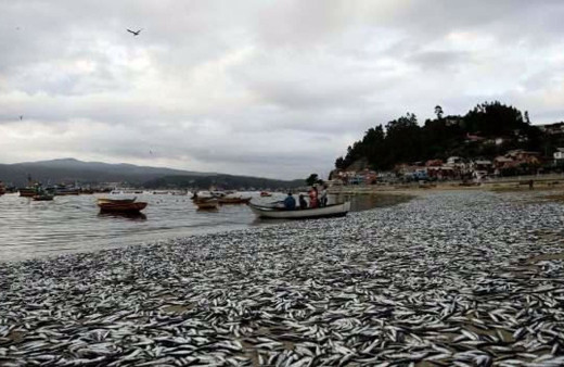 Korkutan görüntü! Cumartesiden bugüne binlerce ölü balık sahile vurdu