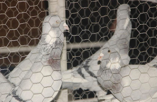 Dünyanın 8 ülkesinden güvercinler Şanlıurfa'da! Fiyatını duyanlar inanamadı